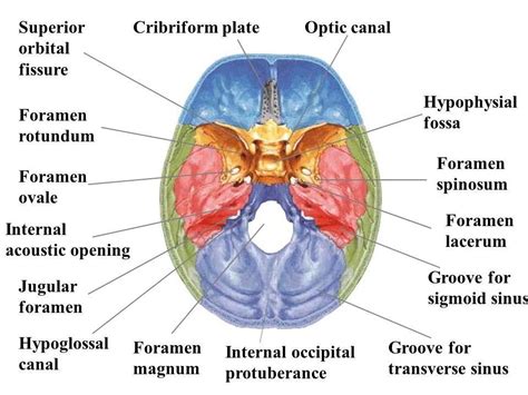 Foramen Spinosum Is An Anatomical Structure Foramen In Sphenoid Bone