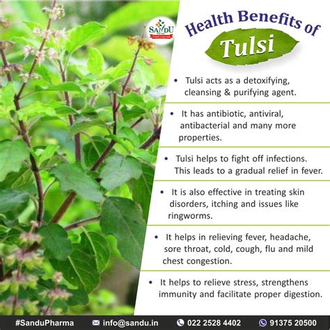 Health Benefits Of Tulsi Ayurveda