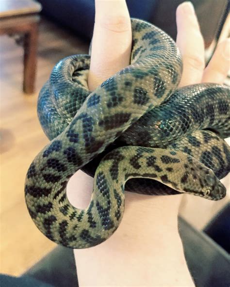 Fredsworth my handsome spotted python : snakes