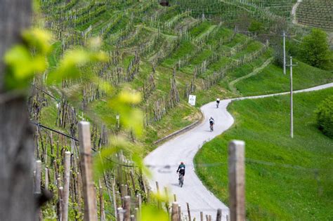 C Erano 1200 Ciclisti Alla Nova Eroica Prosecco Hills In Gruppo Anche