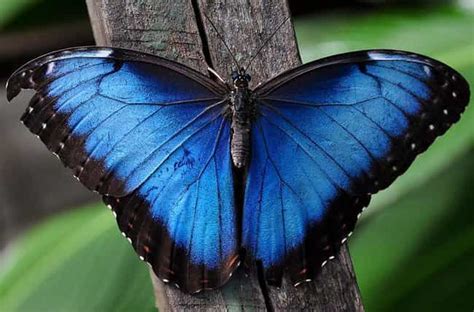 The 20 Most Beautiful Butterflies In The World Photos