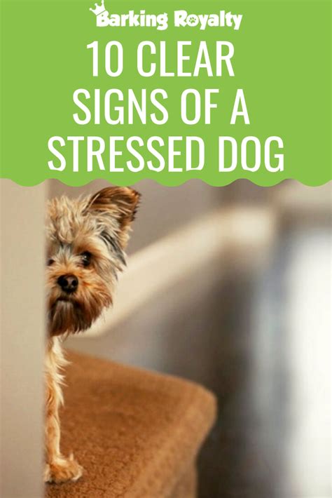 10 Clear Signs Of A Stressed Dog And How To Reduce It Dog Behavior