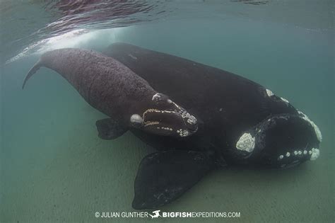 Snorkeling With Southern Right Whales