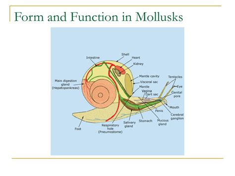 Ppt Chapter 27 Mollusks And Annelids Powerpoint Presentation Free