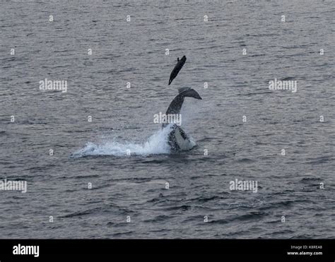 Killer Whale Prey Hi Res Stock Photography And Images Alamy