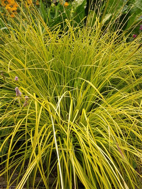 Carex elata Aurea (Bowles Golden sedge) - Devon Pond Plants
