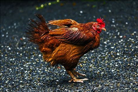 ‘zoek Diervriendelijke Oplossing Voor Gedumpte Hanen En Hennen In