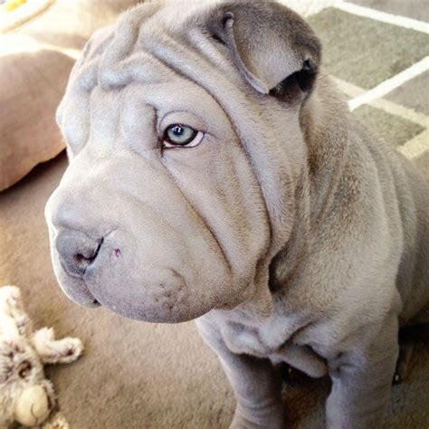 Pin By Alicia Williams On The Pets Blue Shar Pei Shar Pei Puppies
