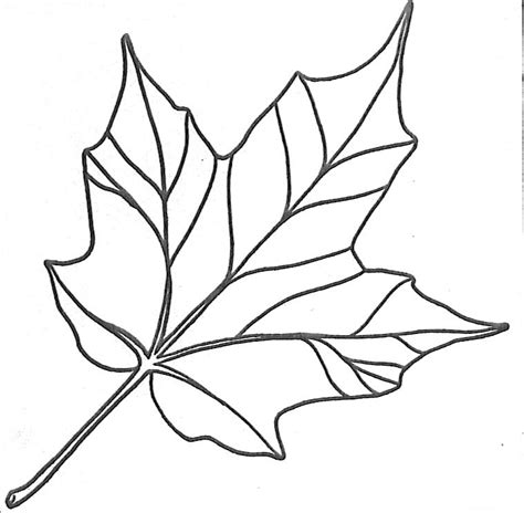 Simple Maple Leaf Drawing Images And Pictures Becuo