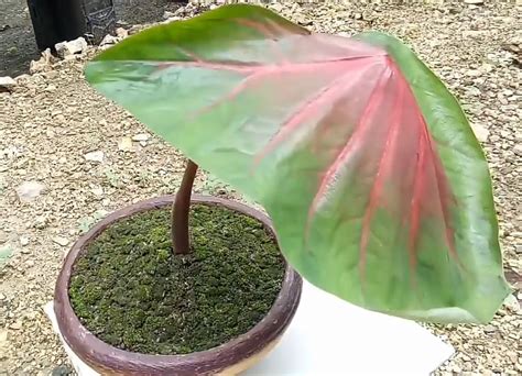 Feb 05, 2018 · mereka tidak mengetahui cara yang terbaik untuk mendapatkan rawatan penjagaan kesihatan. Simak Cara Membuat Bonsai dari Tanaman Keladi yang Anti ...