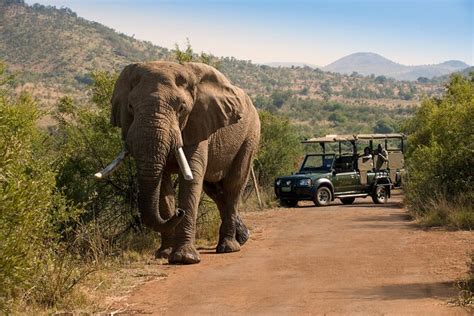 Full Day Pilanesberg National Park Safari 2023 Johannesburg