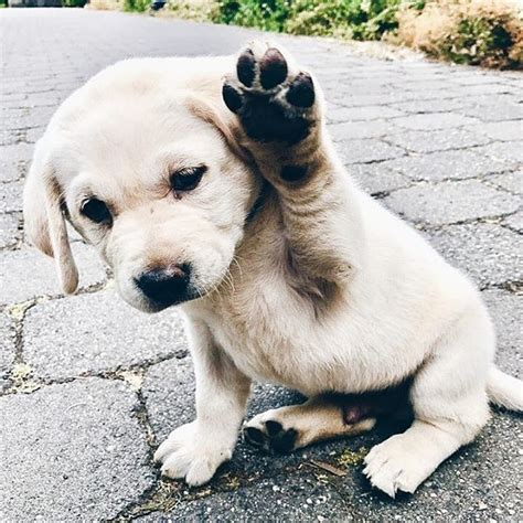 Hands Up If You Love Dogs Photo By Tubsthelabrador Cute Dogs Funny