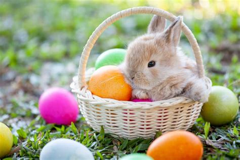 Cute Bunny And Easter Eggs In The Meadow Stock Image Image Of April