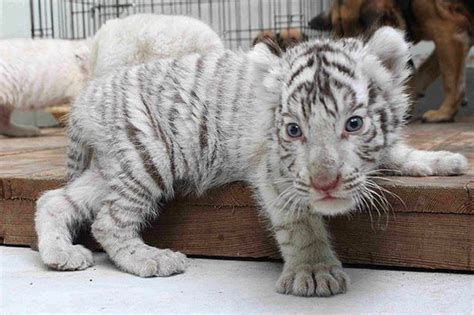 Rare White Tiger Cubs Ready To Leave Their Dog Mother