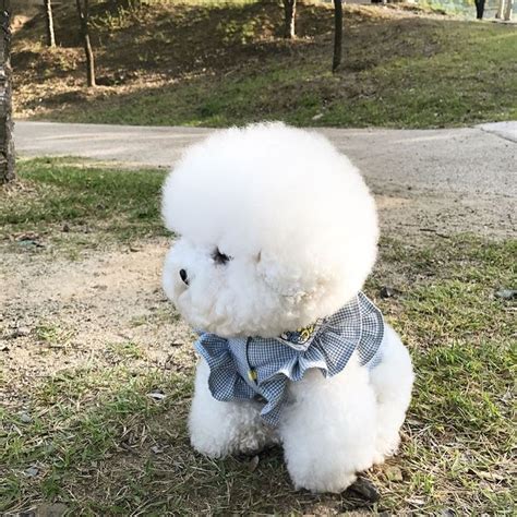 To Se Mi L B Koment Bichon Tori Na