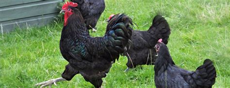 Jersey Giant Chicken Complete Care Guide And Breed Profile