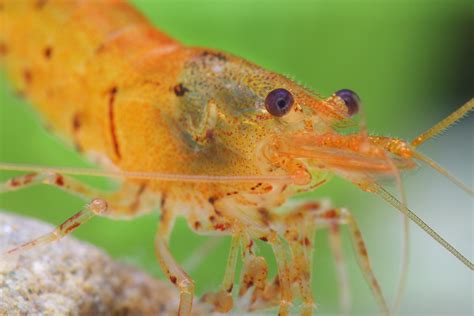 Tangerine Tiger Shrimp Caridina Serrata Tangerine Tiger Care