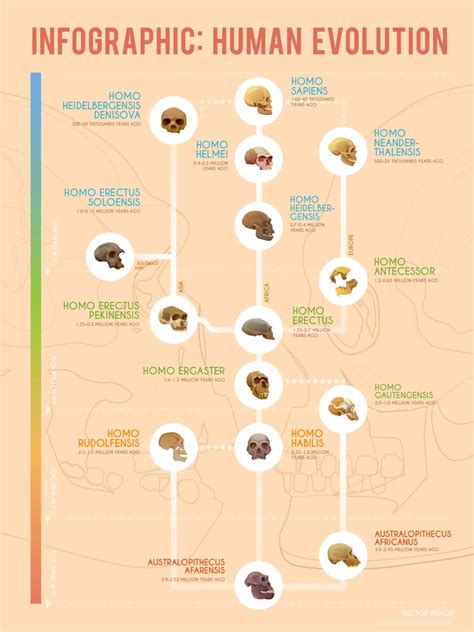 Human Evolution A Timeline Of Early Hominids Infographic Earth How