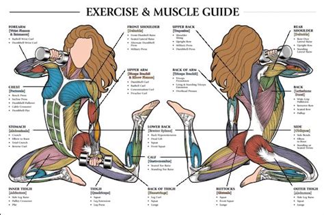 Teres major is a thick and ovoid muscle in the upper arm. 23 best Female Anatomy images on Pinterest | Human anatomy, Human body anatomy and The body