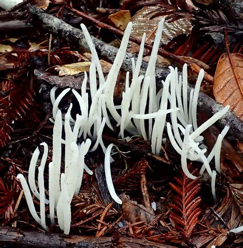 Clavaria Fragilis The Ultimate Mushroom Guide