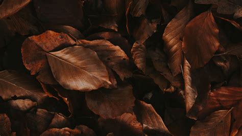 Foliage Leaves Dry Fallen Autumn 4k Hd Wallpaper