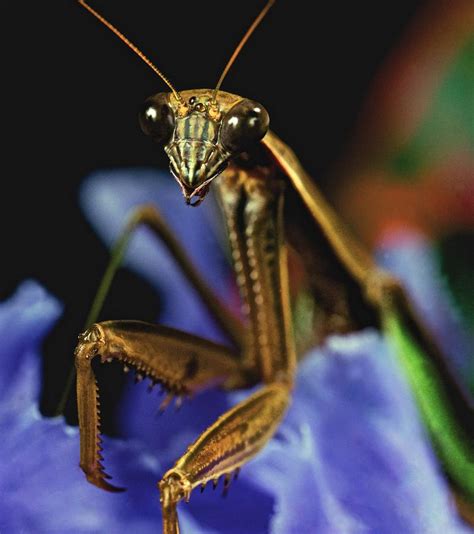 Praying Mantis Closeup Portrait 4 On Iris Flower Photograph By Leslie