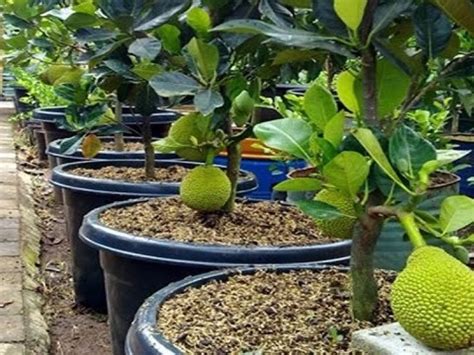 Tutorial And Tips How To Grow Jackfruit Tree Jackfruit Tree