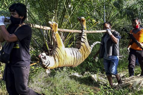 Harimau Sumatera Mati Di Kawasan Perkebunan Aceh Selatan