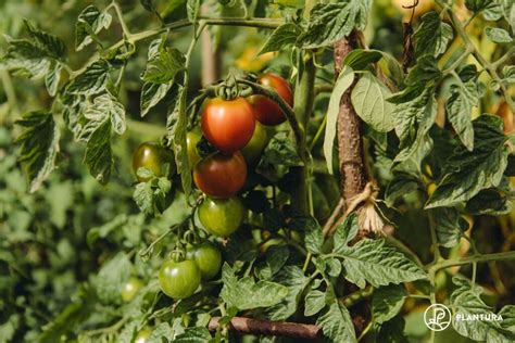 Fertilising Tomatoes When How Plantura