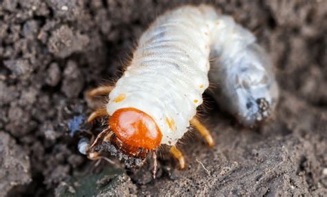 The 4 Stages Of The White Grub Lifecycle Natures Select Sandhills