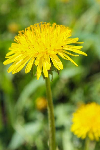 Dandelion Green Stock Photos Pictures And Royalty Free Images Istock