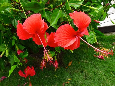 Beautiful Red Hibiscus Flowers In Barbados Beautiful Gardens Bridgetown Barbados Barbados