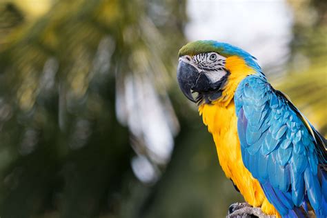 Animal Nature Parrot Parrots 4k Wallpaper Free Stock Images