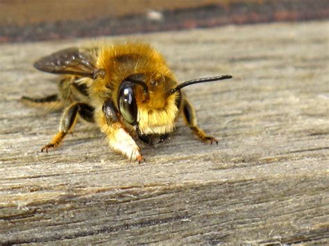 British Solitary Bee Species So Cute Solitary Bees Bee Honeycore