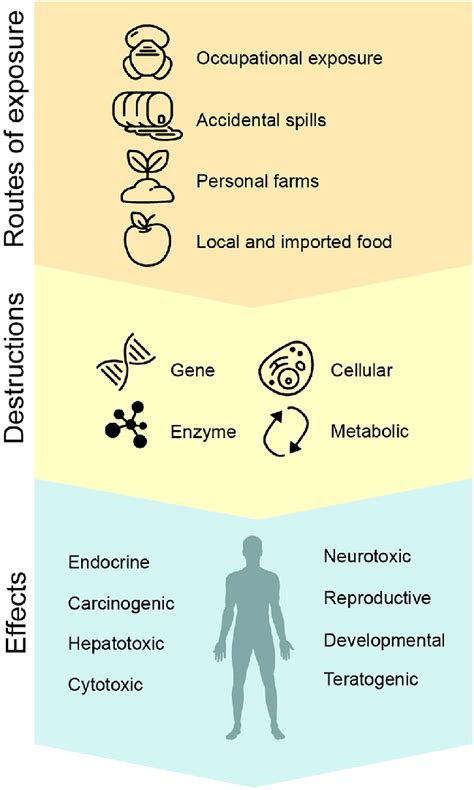 Routes Of Exposure To Pesticides And Potential Effects On Humans