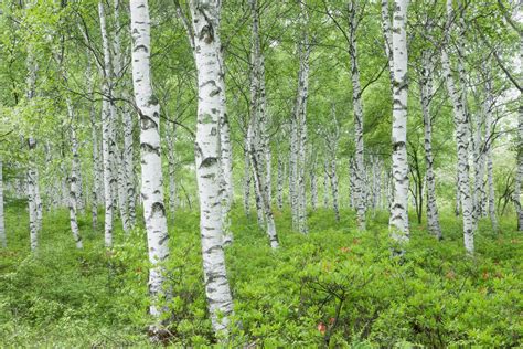 11 Common Species Of Birch Trees