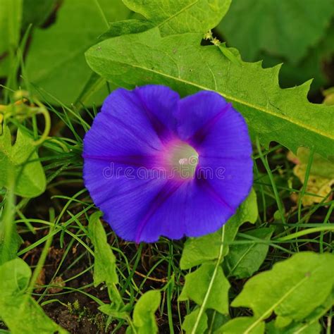 Morning Glory Flower Stock Image Image Of Aroma Color 76310949
