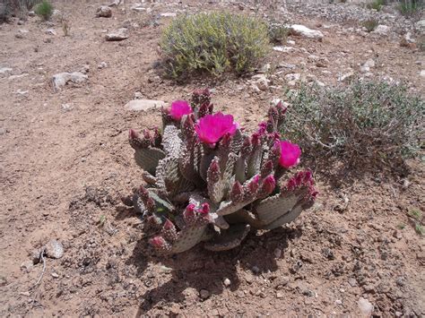 Free Images Cactus Desert Flower Produce Soil Botany Garden