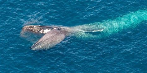 10 Interesting Blue Whale Facts With Pictures Pickytop