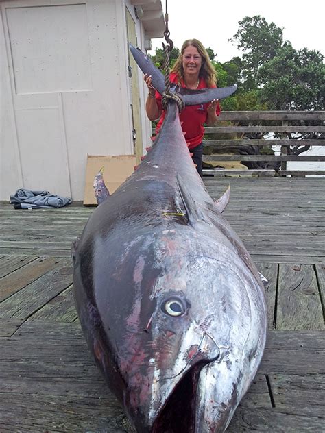 Giant Tuna Weighing 907 Pound Sets New World Record For Lady Angler