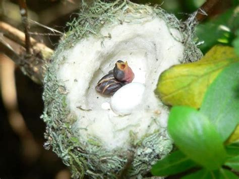 Be Careful When Pruning Trees To Protect Hummingbird Nests As Small As