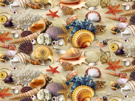 Seashells Wallpapers Wallpaper Cave