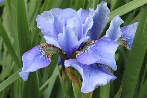 Iris ‘peg Edwards Most Beautiful Flowers Iris Beautiful Flowers