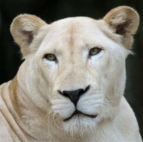 A Portrait Of A White Southern African Lion Female Photograph By