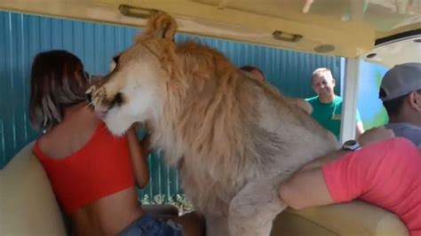 Lion Climbs All Over Safari Tourists In Taigan Crimea Lion Safari Safari African Lion