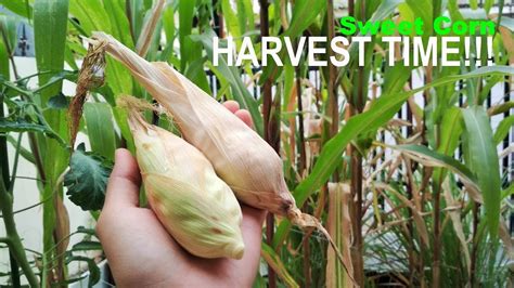 Harvesting Sweet Corn And Collecting The Seeds Youtube