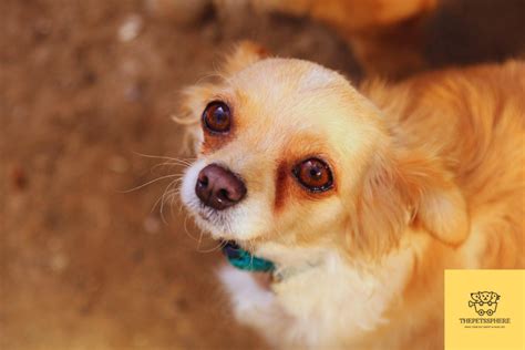 Golden Retriever Chihuahua Mix Breed Detailed Guide The Pets Sphere