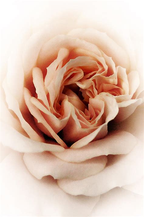 Pale Pink Rose Photograph By Susan Mcmenamin Fine Art America