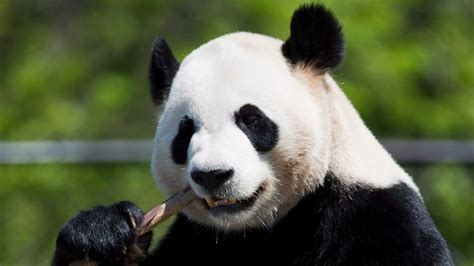 Toronto Zoo Hopes Losing Pandas Wont Hurt Attendance Cbc News