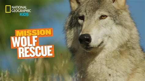 Gray Wolf Pictures Facts And Map National Geographic Kids